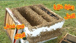 إن كنت نحالا هذا الفيديو يهمك |  رعاية النحل في فصل الربيع | تربية النحل