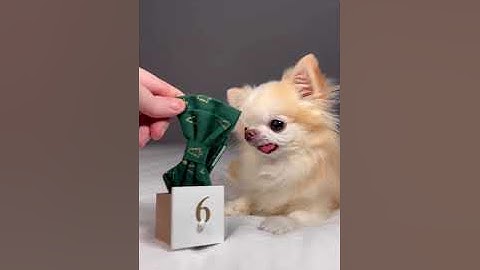 Chihuahua Cedric Opens Advent Calendar | Day 6 #shorts