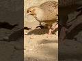 Teetar birds with chiks #asmr #birds #naturelovers