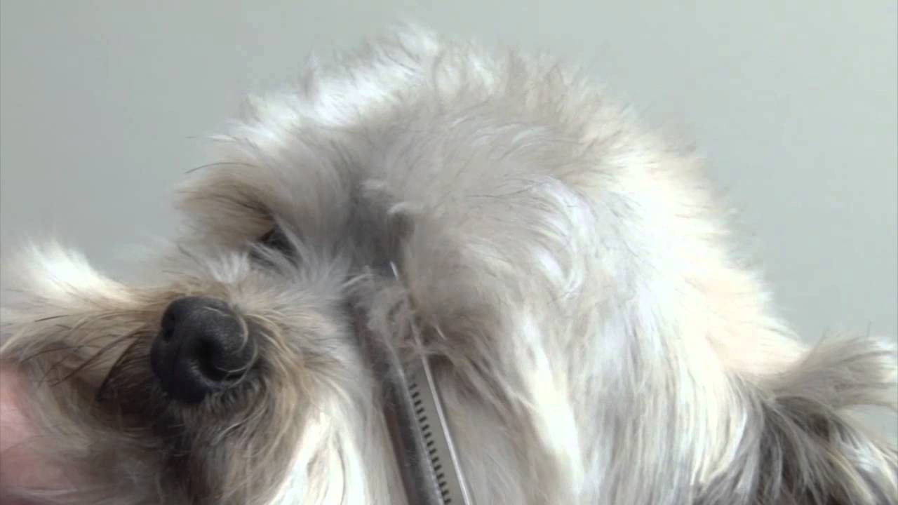 Why Do Dogs Like To Get In Your Face Why Do Dogs Like To Get In Your Face