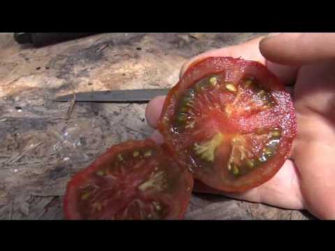 Video: Zwarte tomaten, variëteiten: 