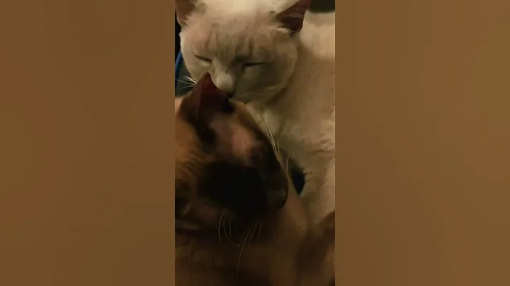 Watch the video about Burmese Cats Grooming