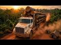 Wood Production Process: From Forest to Factory