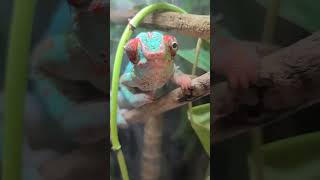 Ever seen a chameleon blink? #chameleon #whenachameleontrustsyou #fyp