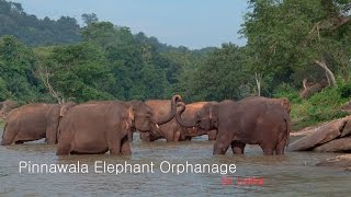 Шри-Ланка - Приют слонов в Пиннавеле - путешествие по Цейлону Sri Lanka-Pinnawala-Elephant Orphanage