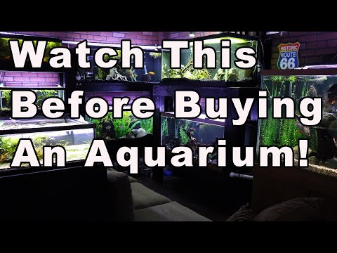 Video: Hoe een aquarium te kiezen voor uw huis