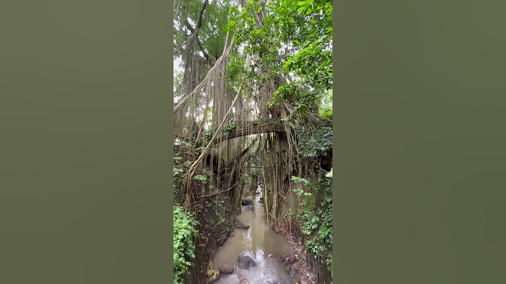 Exploring the Sacred Monkey Forest | Ubud, Bali