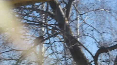 Птицы с хохолками едят рябину