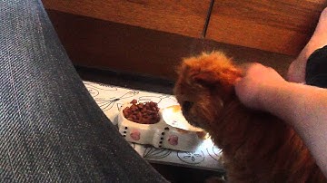 Guinea pigs and cat meet for the first time
