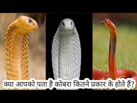 कोबरा कितने प्रकार के होते हैं? || How many types of cobra snake ?