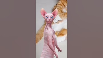 #youtubeshorts #crazy #funny #happy #story #dance #cat #sphinx #shortvideo #sphynx #comedy dance