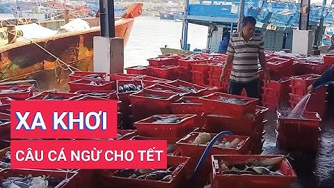 Ngư dân Khánh Hòa vươn khơi xuyên Tết câu cá ngừ