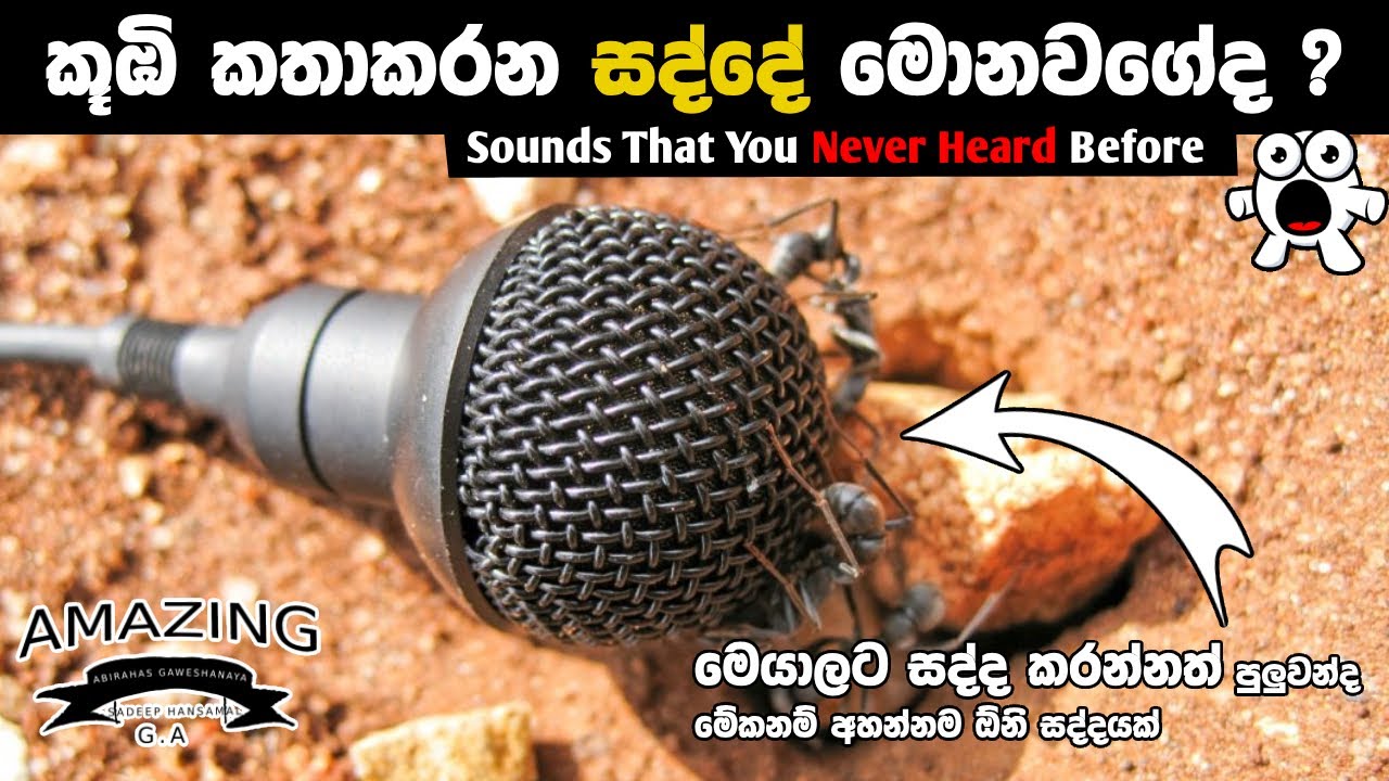 මේවනම් ඔබ අහන්නම ඕනි සද්ද