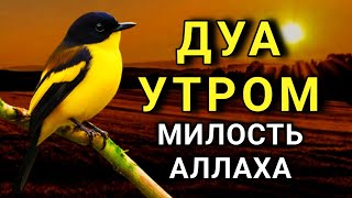 видео: ☝️ДОБРОЕ УТРО С БЛАГОСЛОВЕНИЕМ! 🤲✨💯 картинка: ☝️ДОБРОЕ УТРО С БЛАГОСЛОВЕНИЕМ! 🤲✨💯