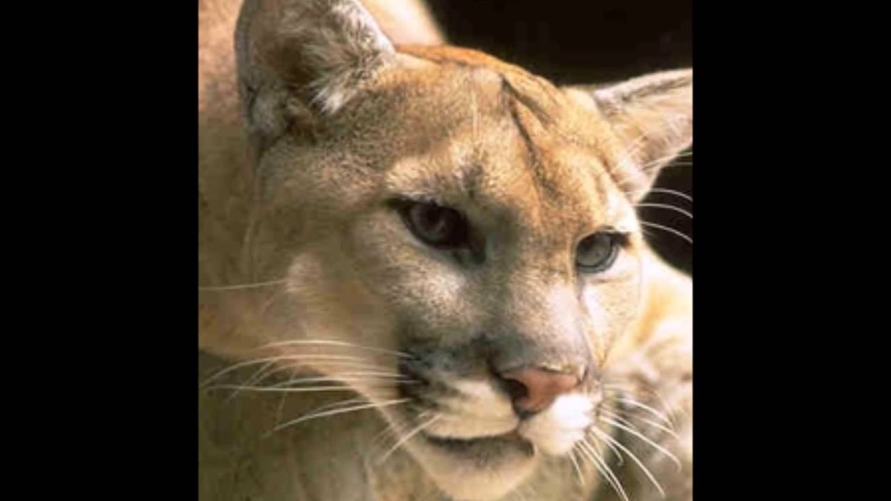 un pequeño documental el puma! - YouTube