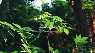 STORY'WA SELAMAT PAGI 30 DETIK TERBARU || QOUTES SHOLAWAT AS-SA'ADAH (TOMBO ATI)