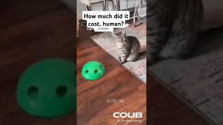 how much did it cost, human?#cats