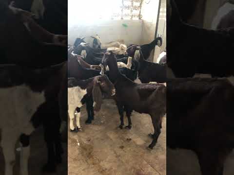 Goat Slaughter House #animalsworld #cattle #cow #goat