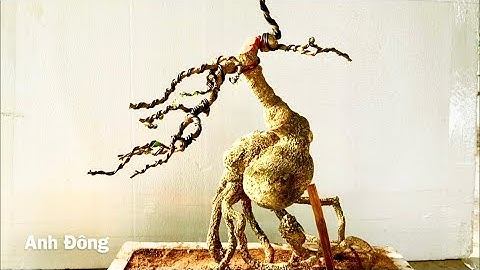 Tạo dáng lạ cho cây cần thăng