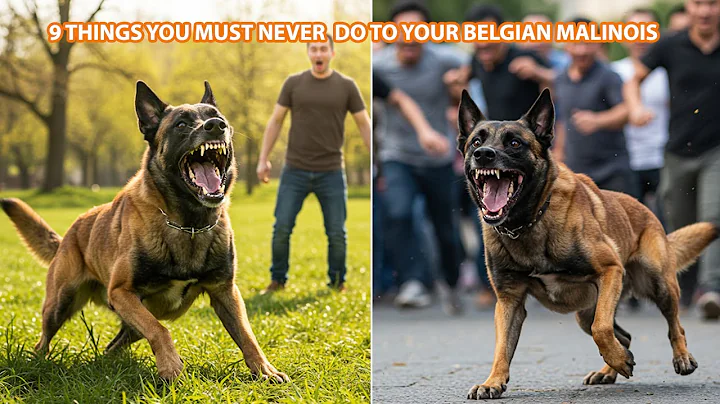 9 Things You Must Never Do to Your BELGIAN MALINOIS