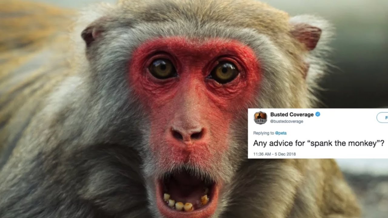 PETA Wants People to Stop Using Anti-Animal Language