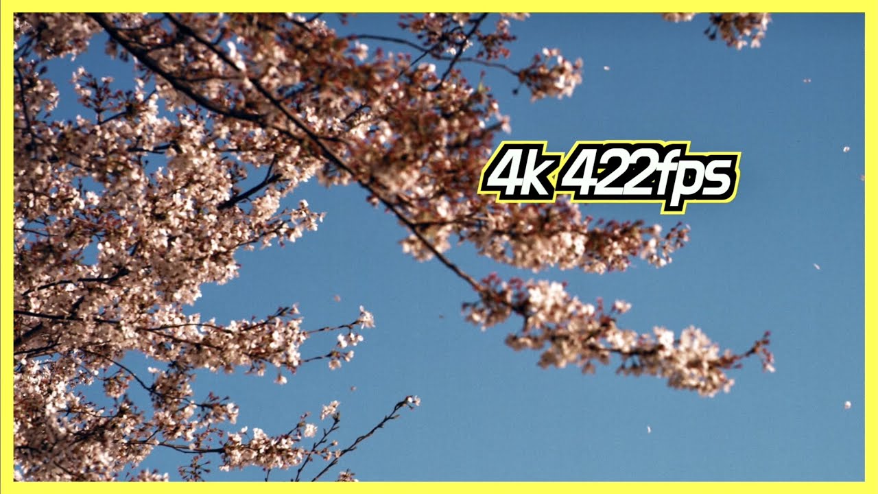 고속 카메라로 기록한 벚꽃 엔딩 Freefly Wave 4k 422fps
