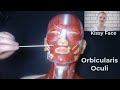 Live Demo of Muscle Anatomy in Anatomical Models for MSJD Practical Exam updated 4-21-2023