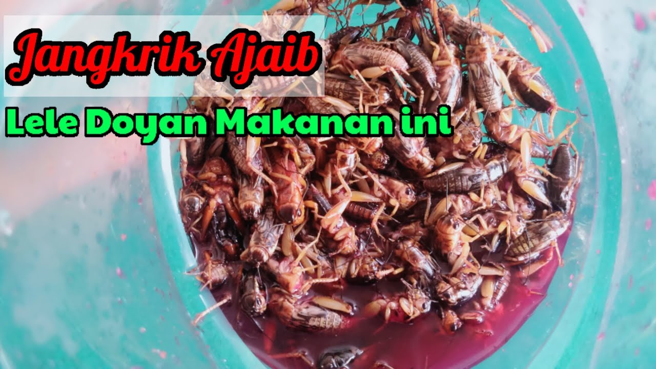 UMPAN GALATAMA LELE PALING JITU