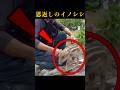 お爺さんとイノシシの感動ストーリー　#動物のいる暮らし #動物 #いのしし