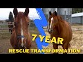 THE HORSE OF A LIFETIME | 7 years with my Rescue Horse