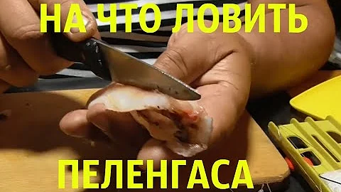 Рыбалка на крупного пеленгаса. Наживка и снасть.