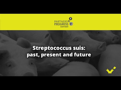 Video: Caracterizarea și Determinarea Proteinei Holinice A Streptococcus Suis Bacteriophage SMP La Gazda Heterologă