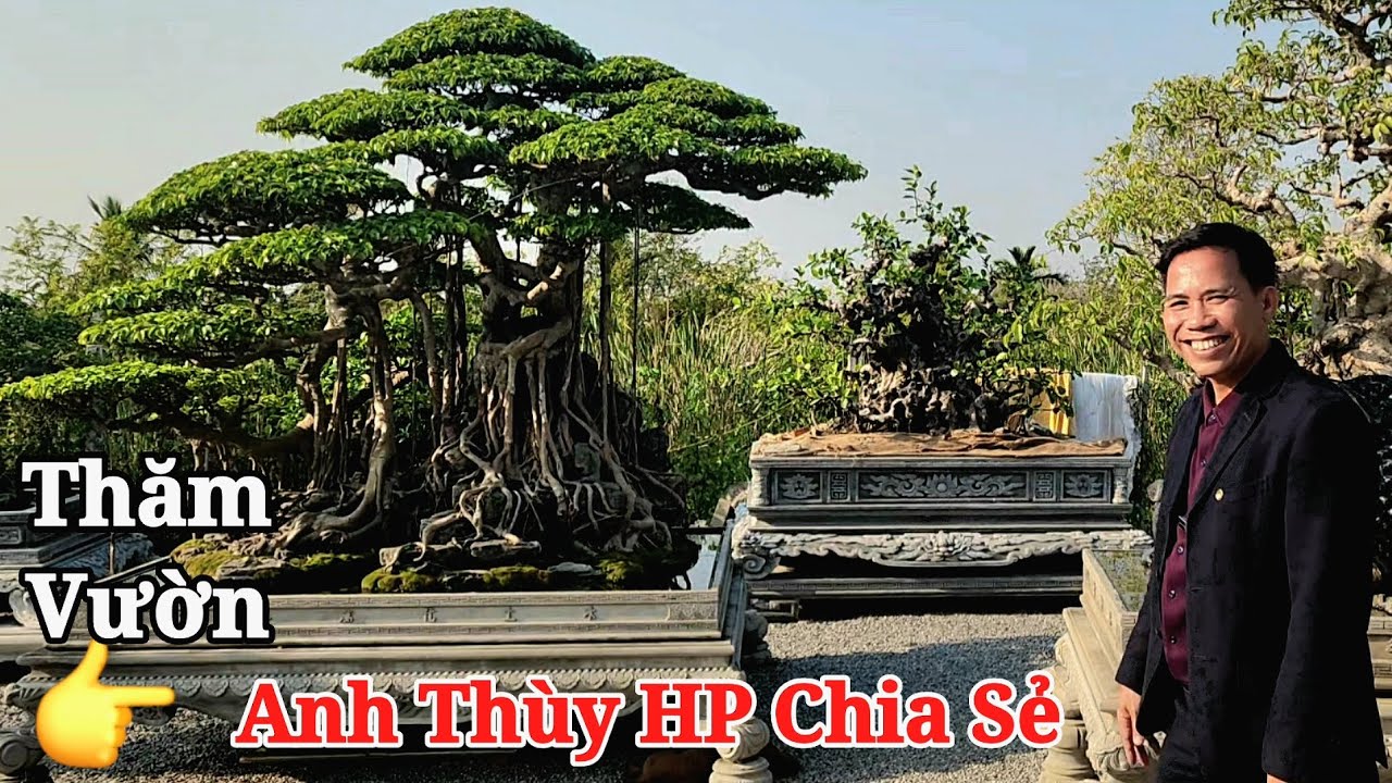 Thăm vườn Anh Thùy Hải Phòng cuối năm nghe anh chia sẻ rất nhiều kiến thức bổ ích về cây cảnh