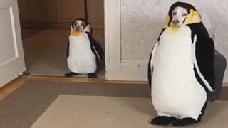 Doguin Party