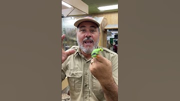 My Red Eye Tree Frog Had Babies! 🐸