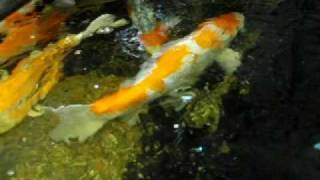 錦鯉の躍動20090811 01