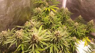 Cannabis grow in an indoor grow tent week 6 flower