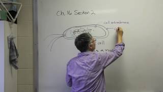 Dr. Martins Supplemental Lecture On Bacteria, Part 1