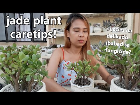 Video: Pagsisimula ng Succulent Greenhouse – Paano Magtanim ng Succulent Sa Isang Greenhouse