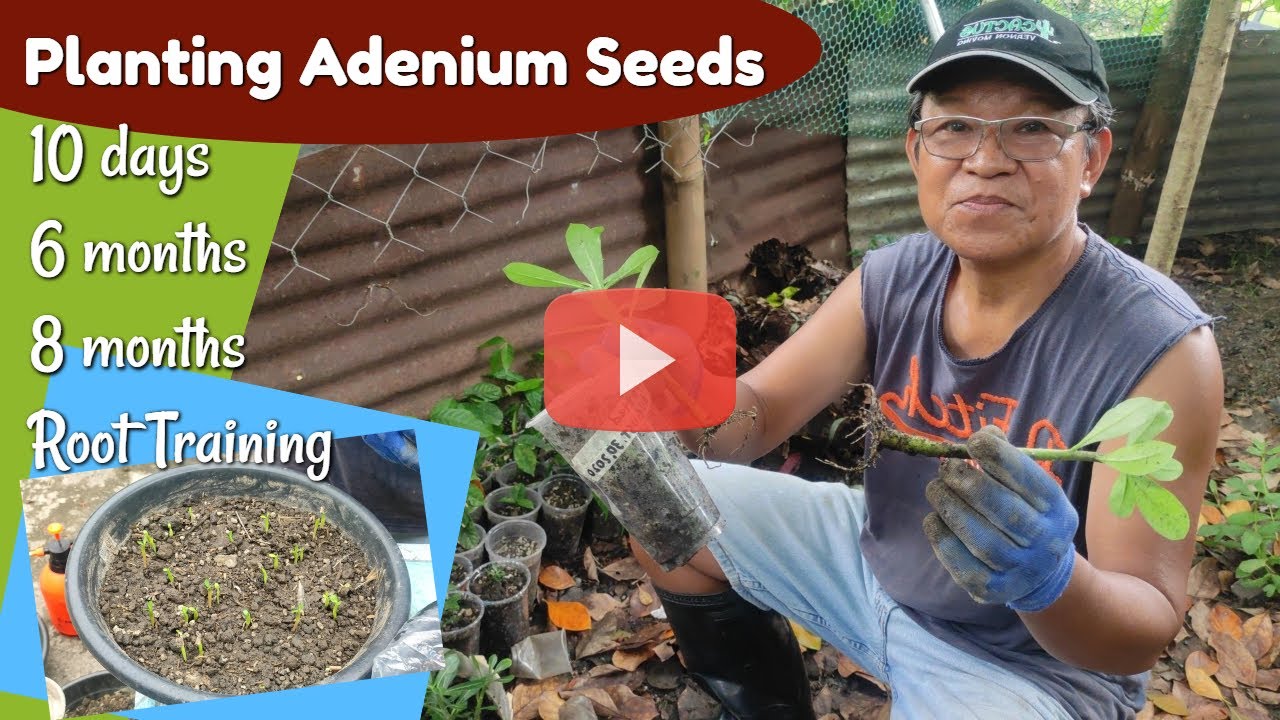 Adenium Seeds to Root Training Project (10 days - 6 months - 8 months) - Bangkok Kalachuchi