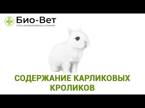 Карликовые Кролики 🐰// Уход и Содержание // Сеть Ветклиник Био-Вет