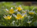 Тюльпани Кауфмана - Стильні ботанічні красені│Florium.ua
