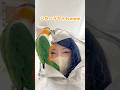 vlog‪🕊️⟡.·念願の鳥カフェで鳥まみれになる幸せすぎる独身女の休日🥹💚ྀི