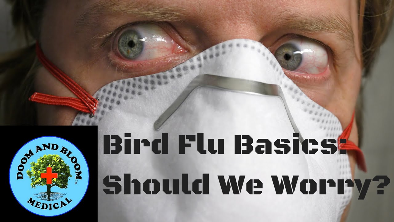 Bird Flu Basics: Should We Worry? - YouTube