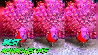 Best Animals Coub #5 | Лучшие кубы с животными #5 (Декабрь 2018) Best Animals Coub #5 | Лучшие кубы с животными #5 (Декабрь 2018)