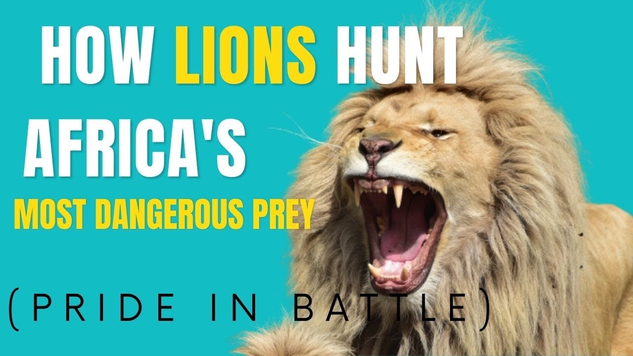 How Lions Hunt Africa's Most Dangerous Prey ( Pride In Battle) TOWER