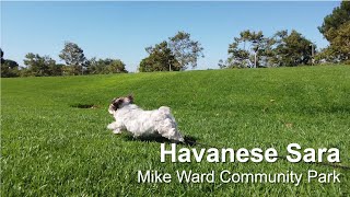 Havanese Sara - Mike Ward Community Park