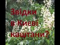 Звідки в Києві каштани?