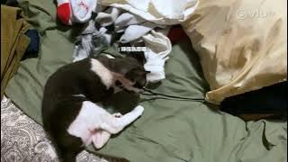 ViuTV 《製作中》 EP52 - MIRROR TIME 出發前執喼 - TIGER CUT