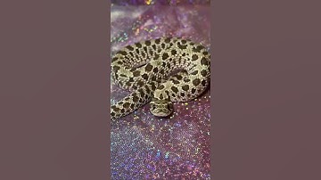 Thumbnail of SNAKES THAT SING